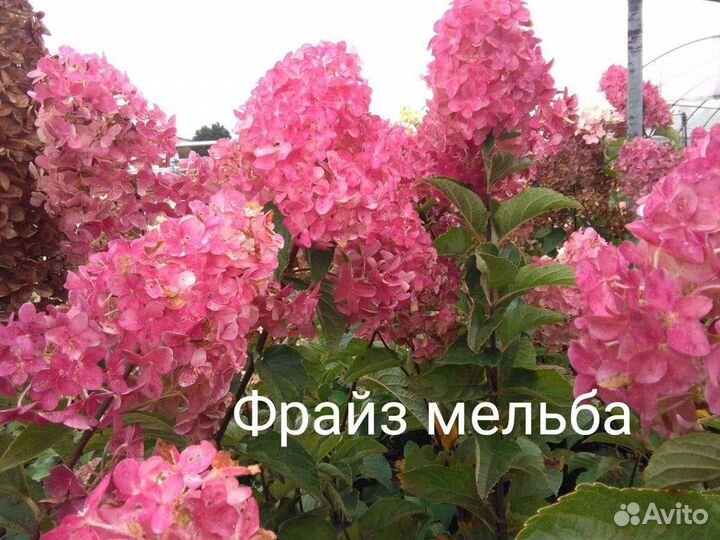 Гортензия метельчатая черенки