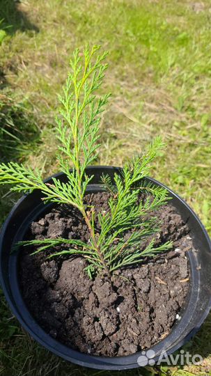 Кипарисовик голубой и зелёный