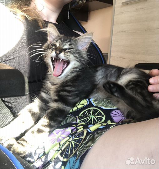 Передержка для животных с медицинским уходом