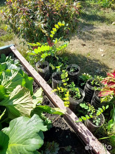 Белая акация