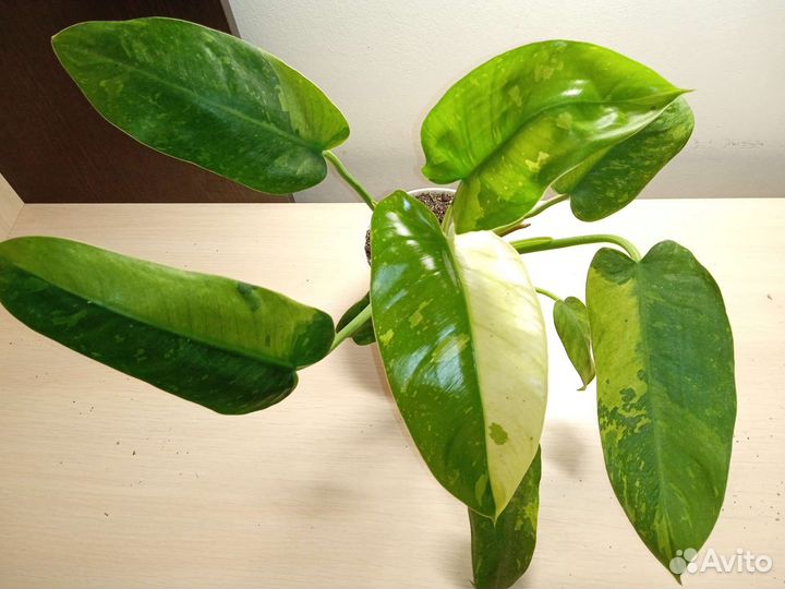Филодендроны и монстеры