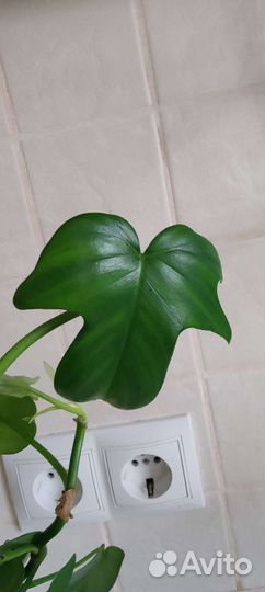 Филодендрон
