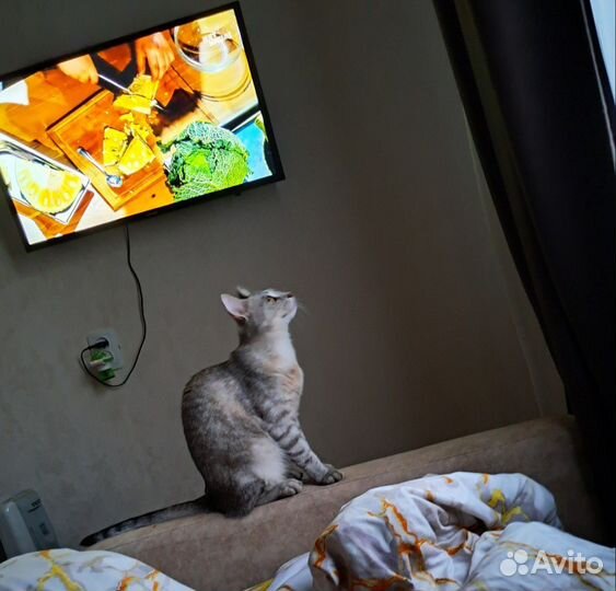 Кошка стерилизованная в добрые руки