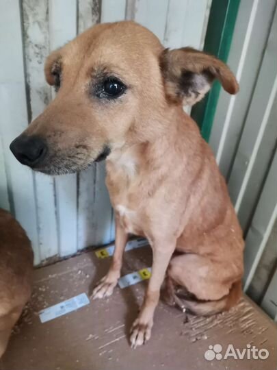 Человек, спасите собачек с чёрного приюта