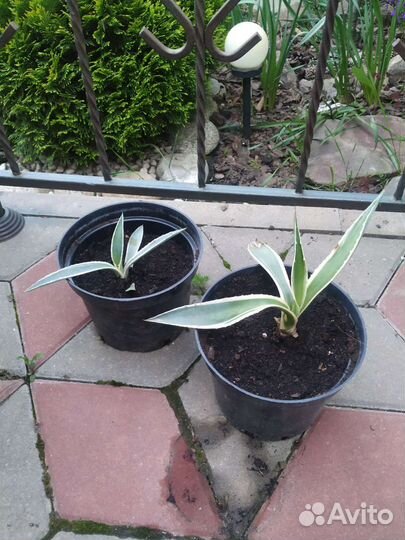 Тигровая агава