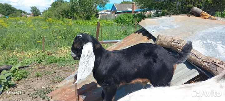 Нуб.козлята