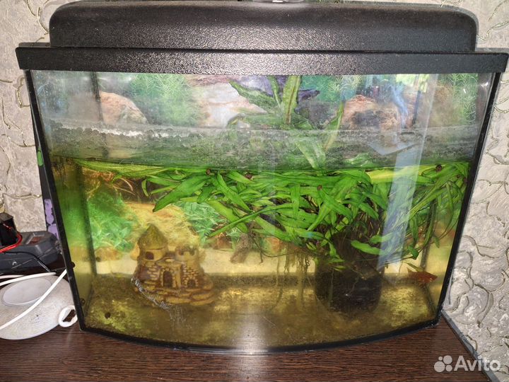 Аквариум с рыбками