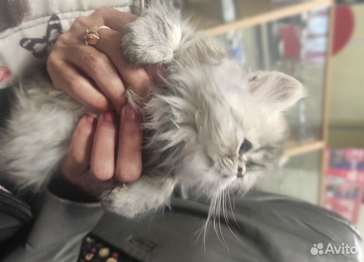 Продаже персидские котят