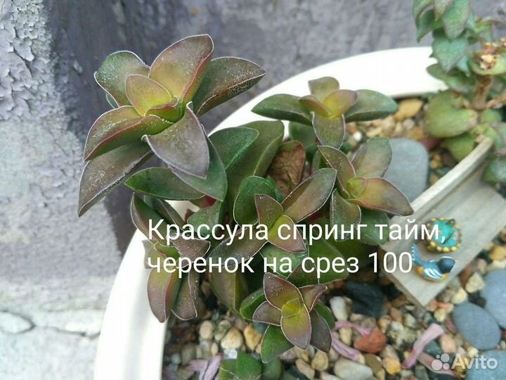 Суккуленты 2