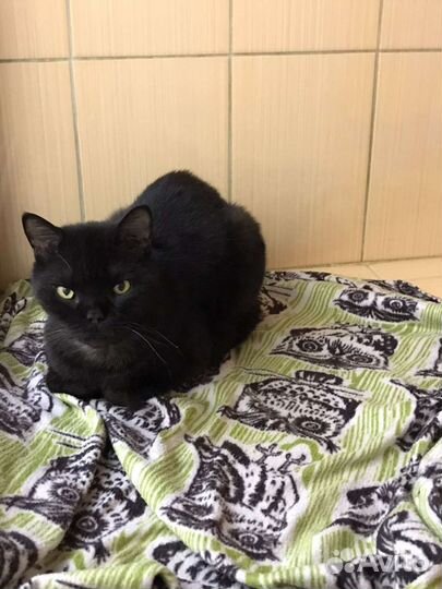 Кот Каспер - нужна семья