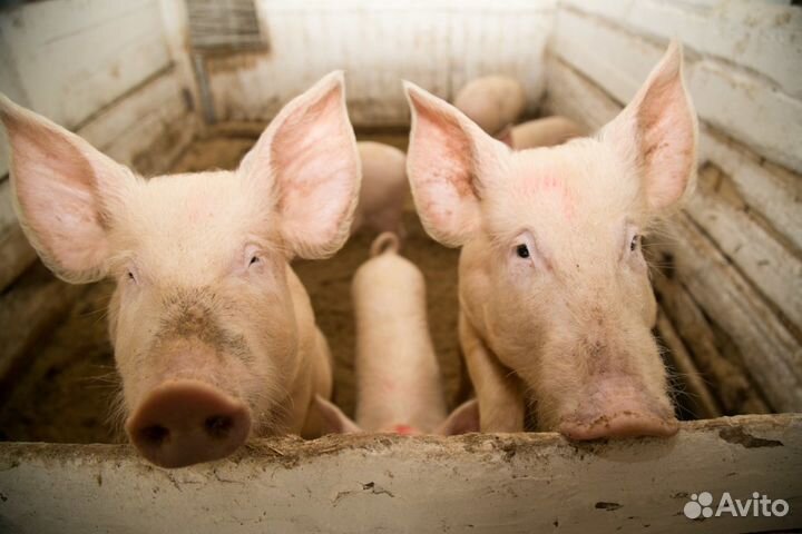 Поросята