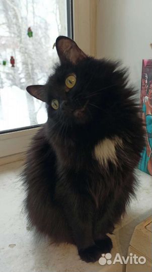 Сибирская кошка