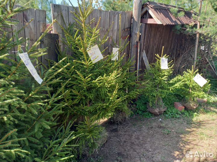 Ель, живая изгородь, саженцы ель обык