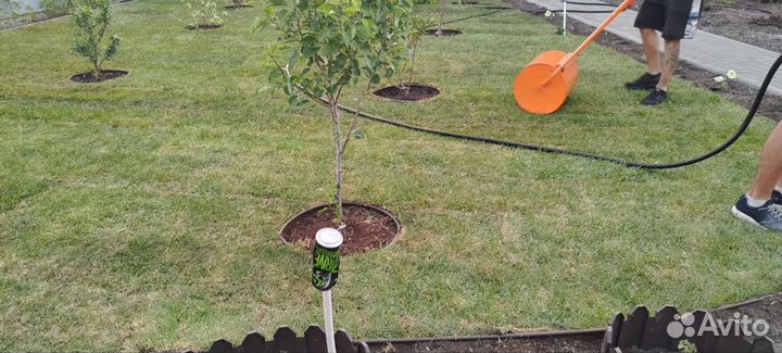 Газонная трава, озеленение