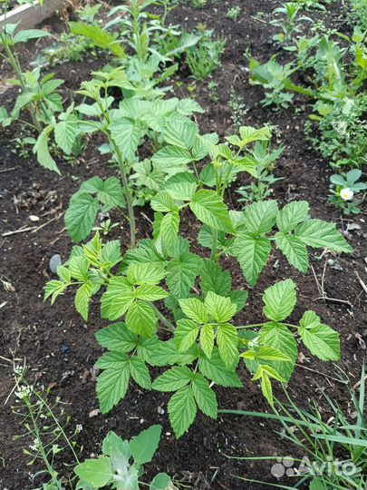 Ремонтантная малина рассада