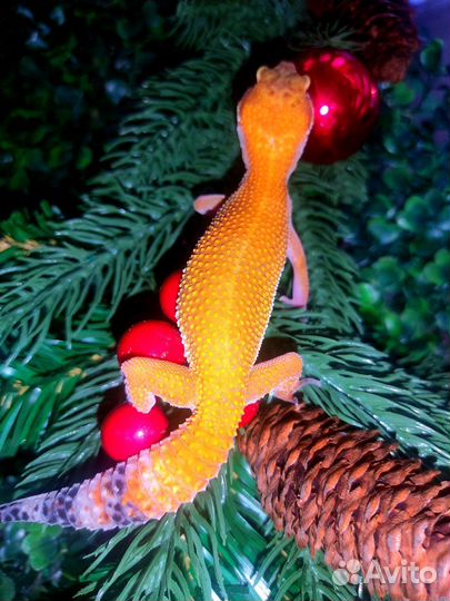 Ящерица эублефар