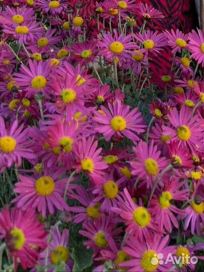 Садовые цветы