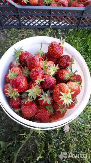 Клубника горномарийская