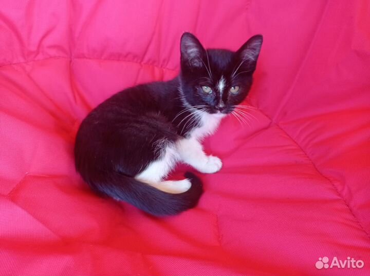 Комочки счастья в добрые руки