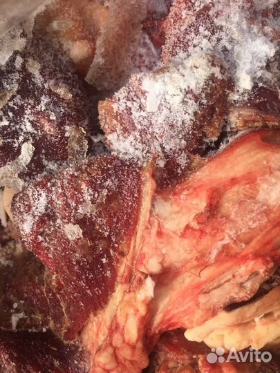 Корм для собак