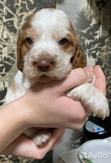 Щенки русского спаниеля