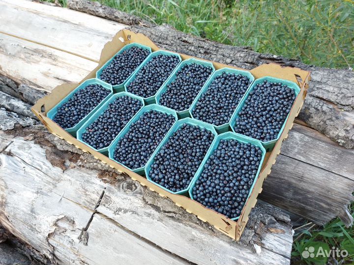 Черника свежая из Карелии с доставкой