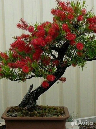 Каллистемон