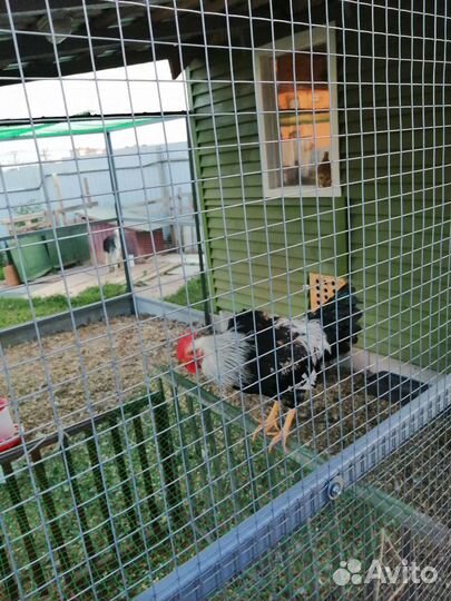 Петух Загорская лососевая