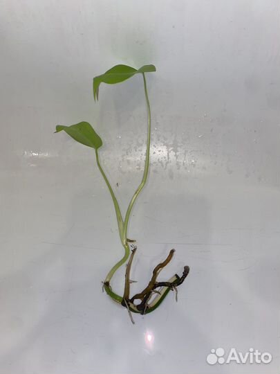 Монстера Вариегата Альба