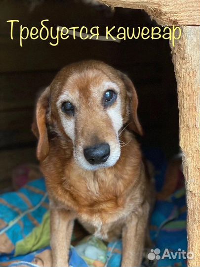 Работник в собачий приют