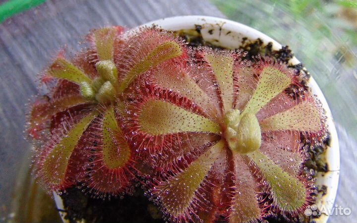 Росянки Алисии