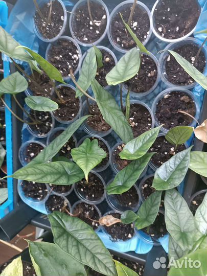 Алоказия Хетерофилла металлик