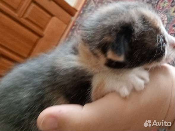 Котята в добрые руки вислоухий
