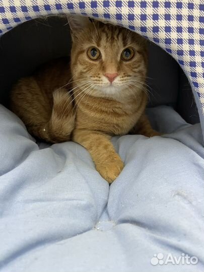 В добрые ручки