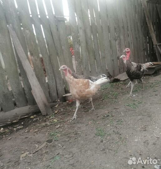 Продам индюков