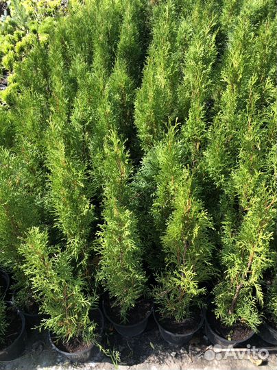 Туя западная Смарагт