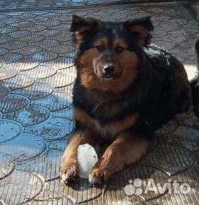 Рафа в добрые руки