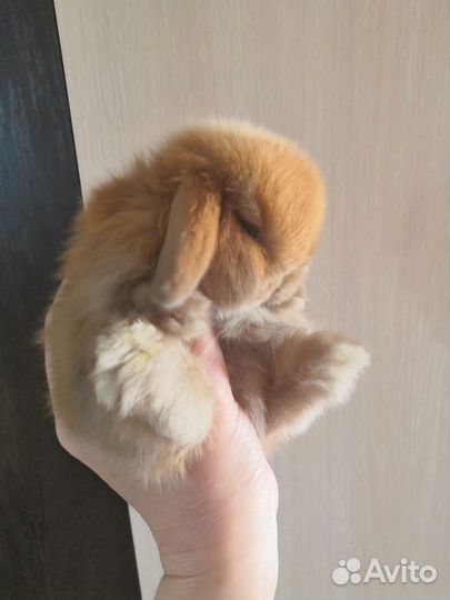 Карликовый крольчонок Минилоп