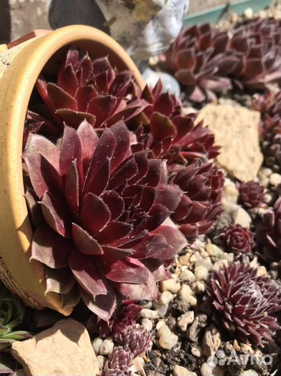 Молодило (каменная роза)