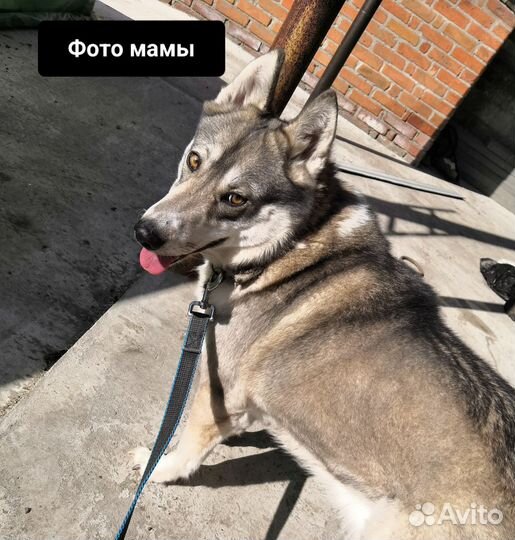 Щенок лайки бесплатно