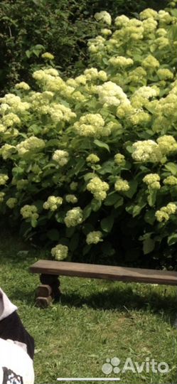 Гортензия древовидная Анабель