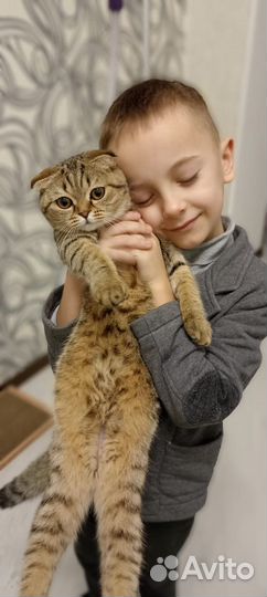 Шотландская вислоухая