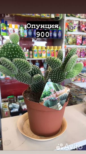 Комнатные растения