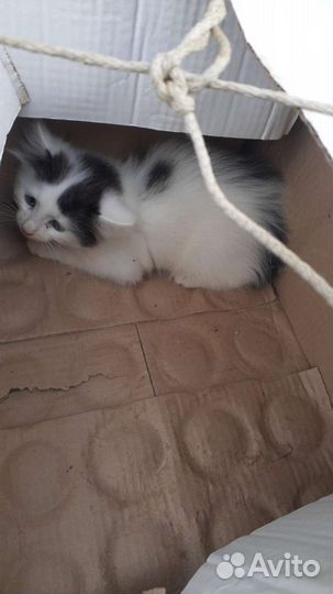 Котенок на улице. нужна передержка