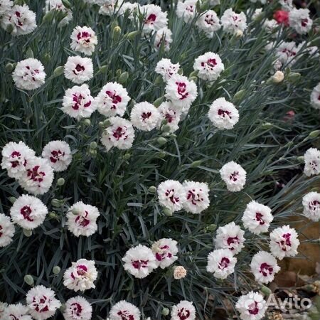 Гвоздика перистая Ine