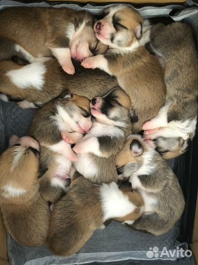 Вельш корги вязка