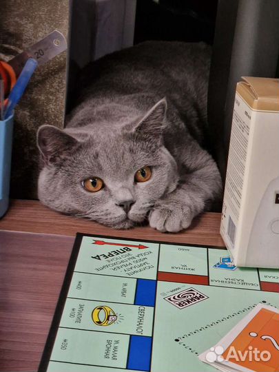 Шотландский кот на вязку