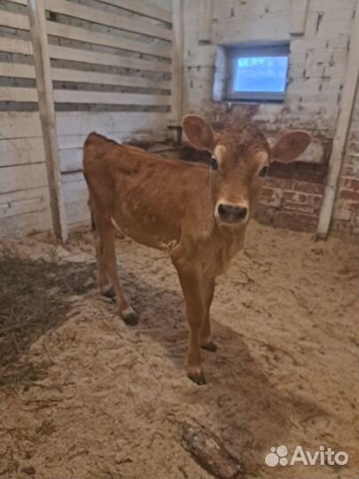 Телка, бычок джерсийские