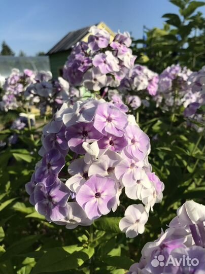 Флоксы многолетние