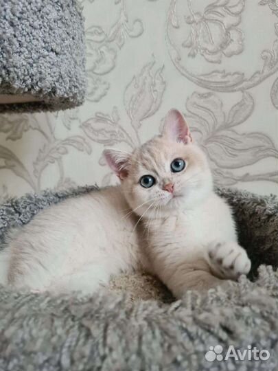 Шикарный голубой мальчик Зефир